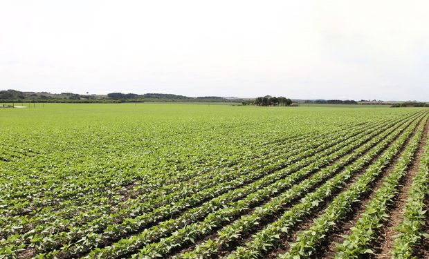 Em Dois Vizinhos, sindicato disse que 'perda' seria em torno de 8 mil hectares de feijão safrinha. (foto - Sistema CNA/Senar)