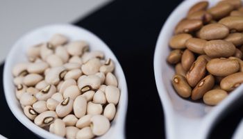 Brasil passa a exportar feijão para quatro novos países