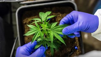 Feira de cannabis projeta R$ 6 milhões em negócios e reforça protagonismo do agro