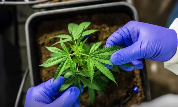 Feira de cannabis projeta R$ 6 milhões em negócios e reforça protagonismo do agro