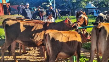 Fenasul Expoleite começa na quarta (13) com entrada gratuita e mais de 1,4 mil animais