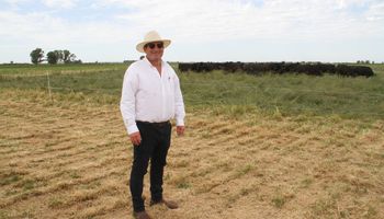 Los secretos productivos de Briones, un apasionado de la ganadería: “De cada 100 vacas que entran al rodeo de cría, terminamos sacando entre 83 y 84 terneros”