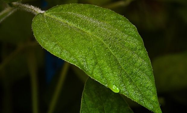 Folha de soja com ferrugem-asiática. (foto - Embrapa)