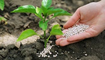 Projeto de lei propõe substituir potássio por sódio nos fertilizantes