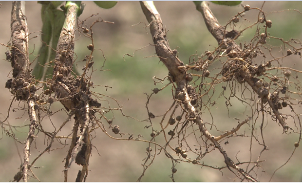 Tres especialistas abordaron el aporte de productos biológicos como complemento de la fertilización