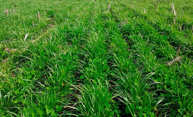 Fertilización: qué, cómo y cuánto se aplica sobre el trigo, el maíz y la soja