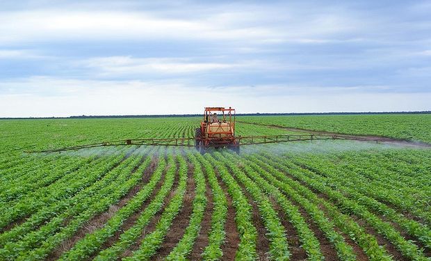 Creen que seguirán siendo altos los precios de los granos