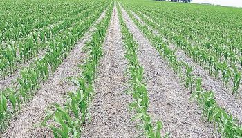 Beneficios de fertilizar el maíz con los residuos del feedlot