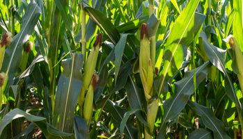 Recomiendan fraccionar la dosis de nitrógeno para fertilizar maíces