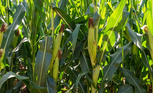 Recomiendan fraccionar la dosis de nitrógeno para fertilizar maíces