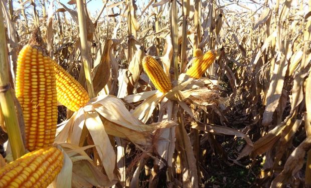 La siembra tardía pasa el período crítico de la floración de enero a marzo.