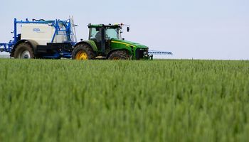 Las malezas afectan a la producción de trigo