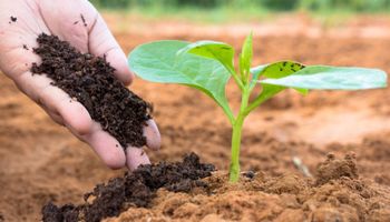 Brasil tem como meta aumentar a produção de fertilizantes em 50% até 2050