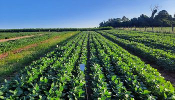 Pesquisa da Embrapa aponta alternativa nacional a fertilizantes fosfatados