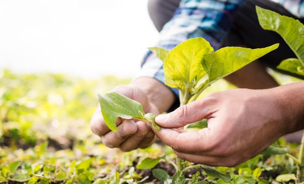 Unidade terá capacidade de produção de 500 mil toneladas por ano de fertilizantes. (foto - banco Freepik)