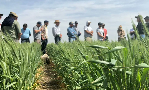 Los insumos de aplicación foliar que marcan un "hito" en la agricultura argentina