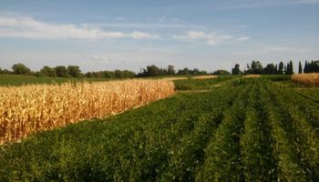Se cortó la suba de los fertilizantes: cómo impactó sobre la relación de canje de soja y maíz