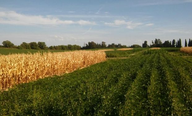Se cortó la suba de los fertilizantes: cómo impactó sobre la relación de canje de soja y maíz