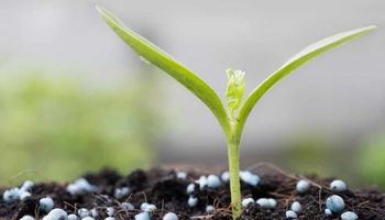 O caminho para produzir alimentos de forma sustentável está na fertilização