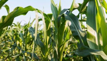 El precio de los fertilizantes se ajusta y hacen falta 33 qq de maíz para adquirir una tonelada de urea