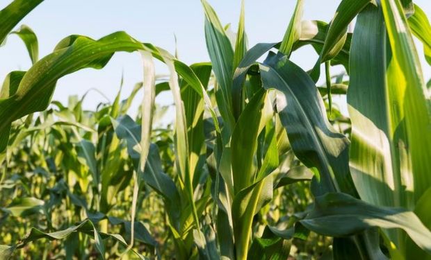 El precio de los fertilizantes se ajusta y hacen falta 33 qq de maíz para adquirir una tonelada de urea