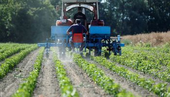 Rabobank: apesar de margem apertada, Brasil deve ter recorde de uso de fertilizantes em 2025