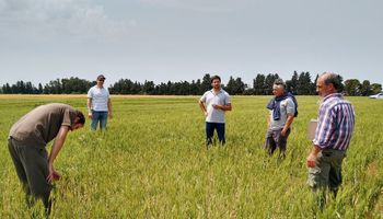 El mercado de fertilizantes microgranulados explotó en Argentina en 2022 y cayó en 2024: ¿Un negocio global de US$ 30.590 millones para 2030?