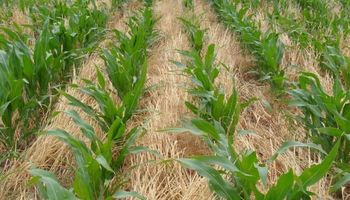 Una fecha de maíz tardía rinde más si se fertiliza bien