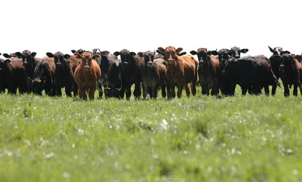 En el caso de las pasturas consociadas, la utilización correcta de los fertilizantes fosfatados y azufrados es fundamental para defender la participación de las leguminosas.