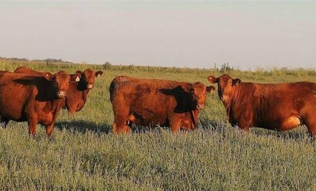 Fertilizar las pasturas, ahora es un negocio redondo para la ganadería.