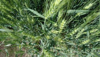 Fertilizar el trigo: una inversión de alto rendimiento