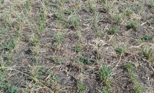 Pasturas base festuca: qué puedo hacer para no perder macollos y comprometer la persistencia