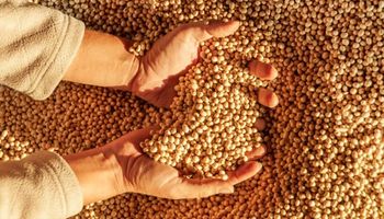 Los precios de los granos se posicionaron luego de la publicación del USDA: qué pasó con la soja, trigo y maíz en Rosario 