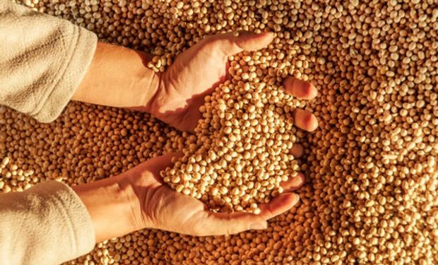 Los precios de los granos se posicionaron luego de la publicación del USDA: qué pasó con la soja, trigo y maíz en Rosario 