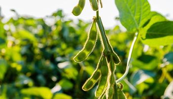 Dolor en el agro por la muerte de un pionero del mejoramiento de la soja
