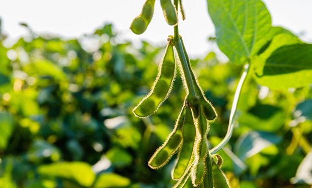 Dolor en el agro por la muerte de un pionero del mejoramiento de la soja