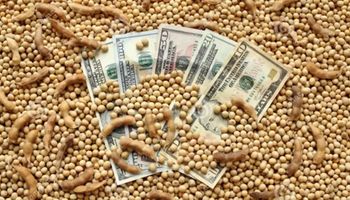 Qué pasó con el precio de la soja, maíz y trigo tras el pánico financiero globlal
