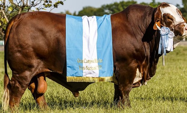 Es argentino: el toro Braford que salió campeón del mundo