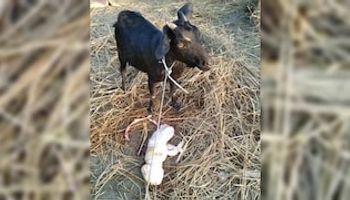 Inédito: una cabra dio a luz una cría con rostro “humano”