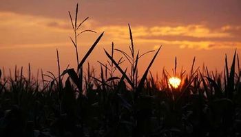 El clima para el campo: qué se espera para los próximos dias y cuándo podrían volver las lluvias