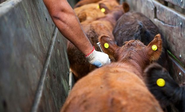 Con plan de vacunación, el Senasa comienza la campaña contra la fiebre aftosa y la brucelosis