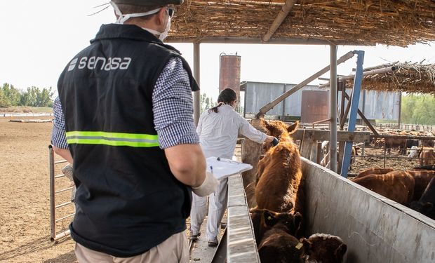 Comienza la segunda campaña de vacunación contra la aftosa de 2020: consejos en la pandemia