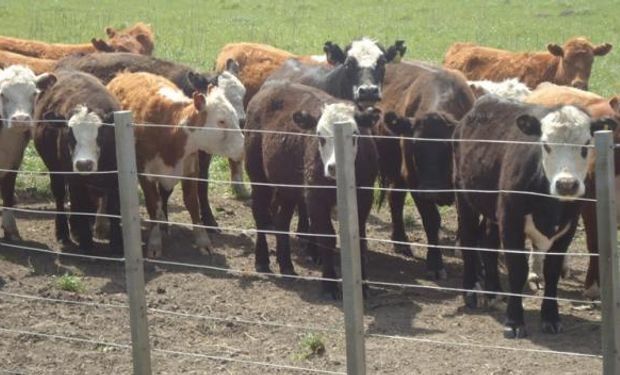 La fiebre aftosa es una enfermedad viral muy contagiosa que afecta a vacas, cerdos y cabras.