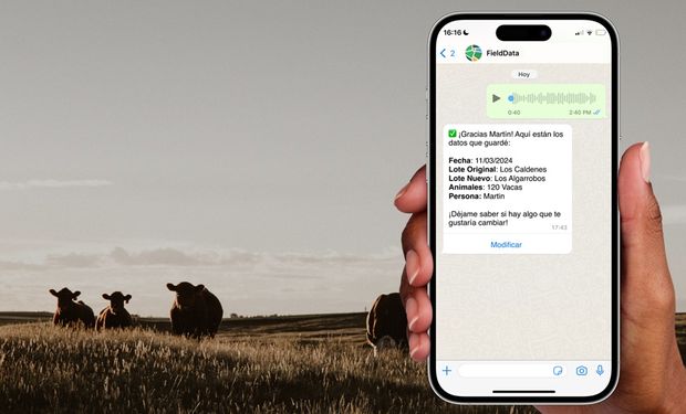 IA en ganadería: dos jóvenes vieron un problema en el campo y crearon una plataforma que ordena al establecimiento desde WhatsApp que ya usan más de 100 productores