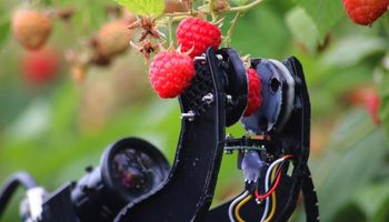 Robocrop: la máquina que reemplazará a los recolectores de fruta