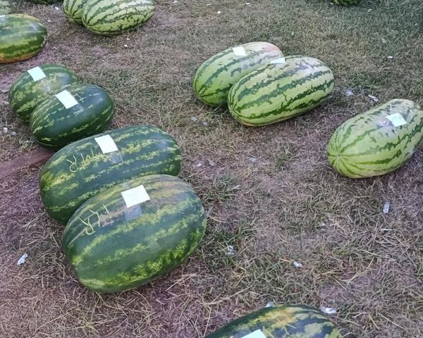 Fiesta Provincial de la Sandía