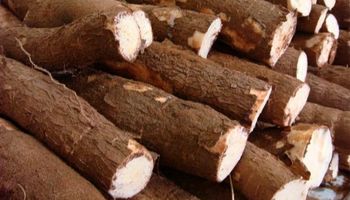 Feira Internacional da Mandioca mira superar R$ 250 milhões em negócios