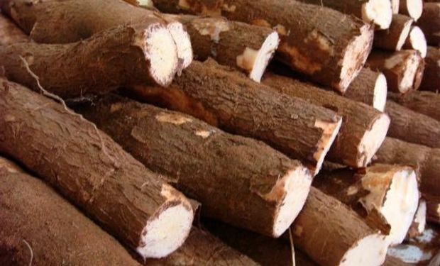 Feira Internacional da Mandioca mira superar R$ 250 milhões em negócios