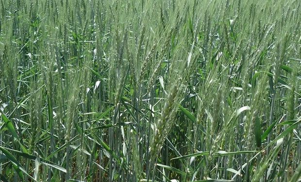 Volvieron los créditos en dólares para el agro argentino.