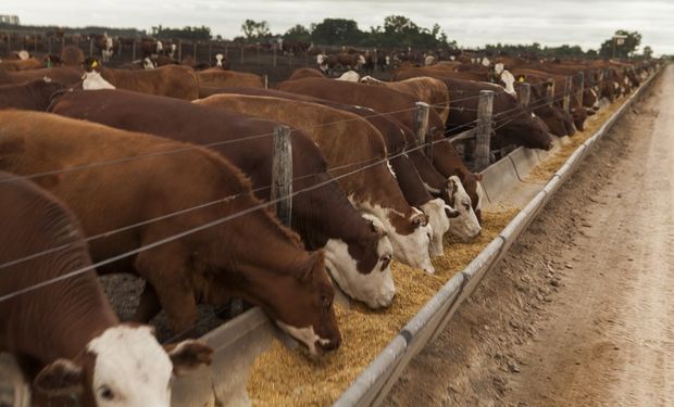 Maíz: qué requisitos deben reunir los feedlots para acceder al financiamiento del Banco Nación